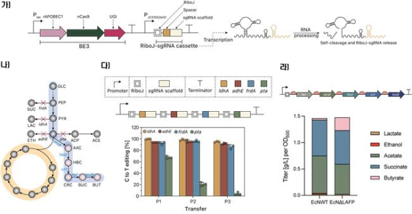 RAMBE 시스템을 이용한 프로바이오틱스 대장균 EcN의 4개 유전자 동시 편집 및 대사산물 분석