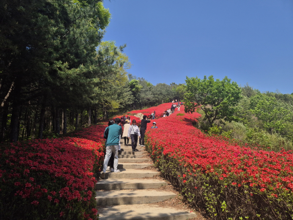 제3회 영인산 철쭉제 현장 모습