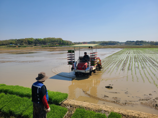 첫 모내기 모습