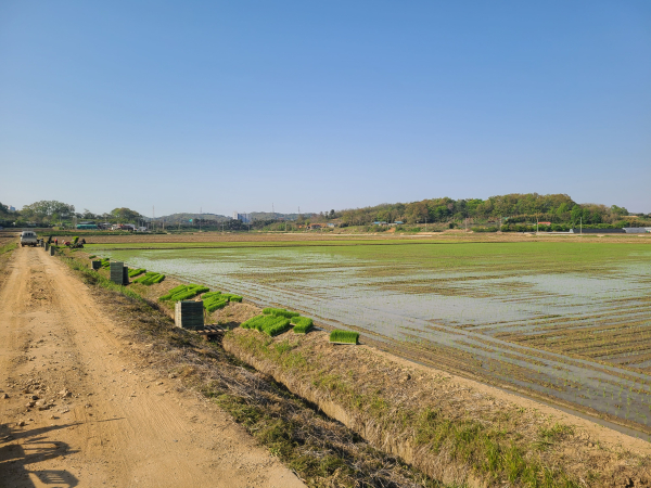 첫 모내기 모습