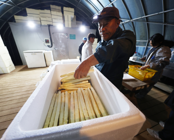 안면읍 창기리의 한 농장에서 화이트 아스파라거스를 수확하는 모습(2025. 4. 24.).