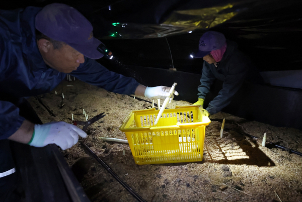 안면읍 창기리의 한 농장에서 화이트 아스파라거스를 수확하는 모습(2025. 4. 24.).