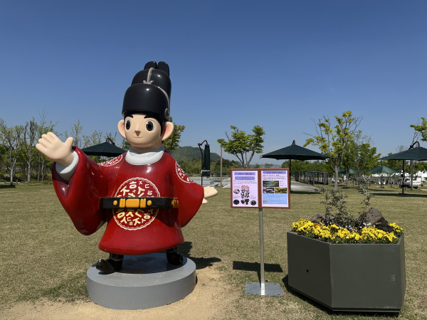 세종호수·중앙공원,  5월 이달의 식물 ‘엘더베리’전시 모습