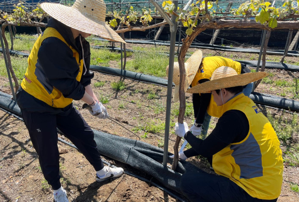 국가철도공단 봉사단이 7일 충북 영동군 금강모치마을에서 농촌 봉사활동을 시행하고 있다.