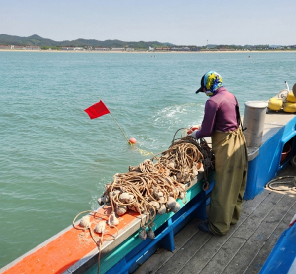 지난 12일 소원면 의항리에서 주꾸미 산란시설물을 설치하는 모습.