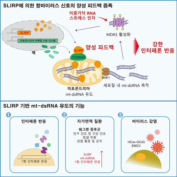 슬러프(SLIRP) 단백질에 의한 항바이러스 신호 증폭 모식도