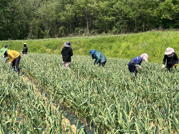 농민들이 마늘종을 수확하고 있는 모습