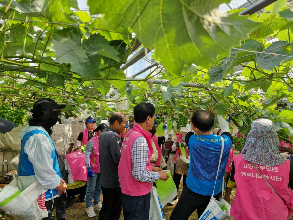 샤인머스켓 포도 봉지 씌우기에 일손봉사 진행 모습