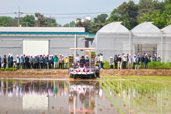 드문모심기 이앙 연시회 개최 모습