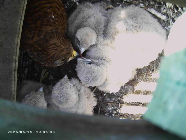 당진제철소 한 생산설비 상부 위에 둥지 튼 황조롱이와 새끼 모습