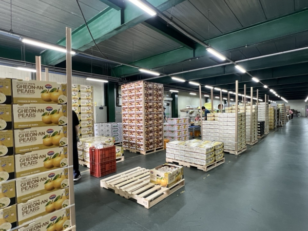 출하준비 완료된 천안배