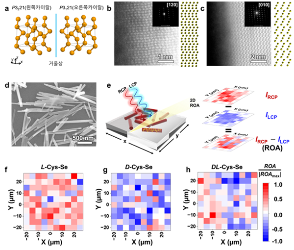 시스테인-셀레늄 나노막대의 형태 및 원자구조 분석 등 모식도