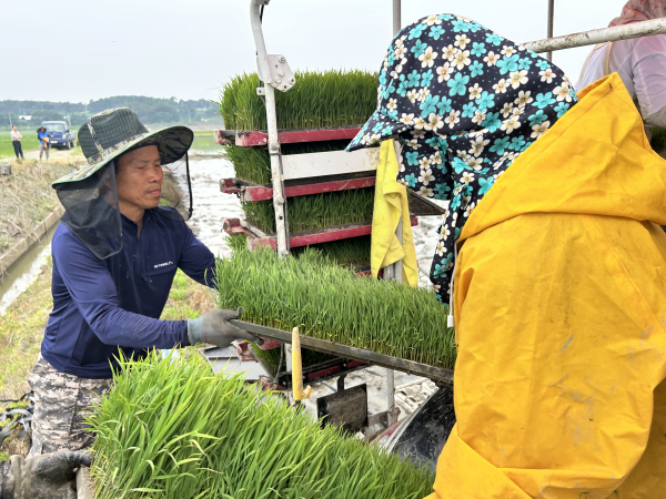 2일 서산시 일원에서 진행된 모내기 현장 모습.