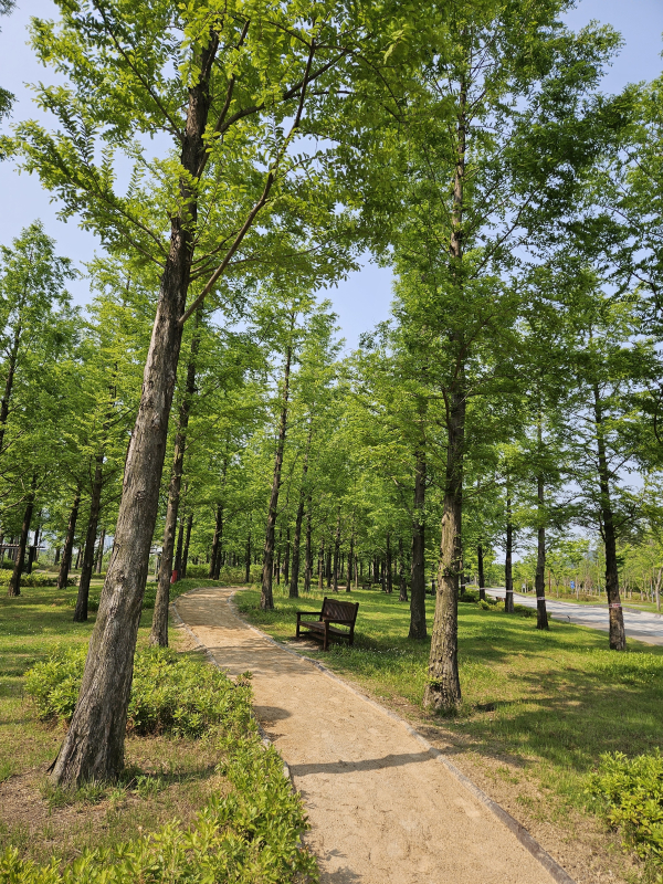 세종 중앙공원 메타세콰이어 숲길