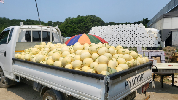 하늘그린 멜론 직판장에서 소비자들이 멜론을 구매하고 있다.