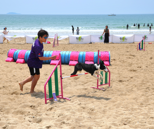 반려동물 해변운동회 및 사구축제 현장(반려동물 해변운동회)