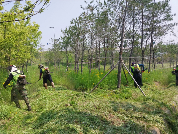 신남교차로 내 수목식재지 제초를 하고 있는 모습