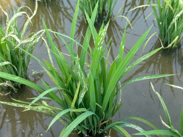 벼잎벌레 피해 모습