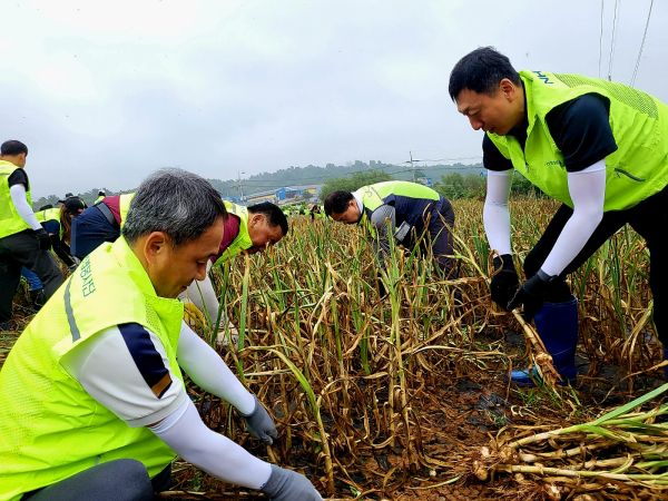 정해웅본부장(오른쪽)과 김종수지부장(왼쪽)이 마늘수확을 하고 있다.