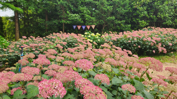 지난 6월 19일 청산수목원 수국 모습.