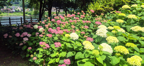 대청공원 수국꽃