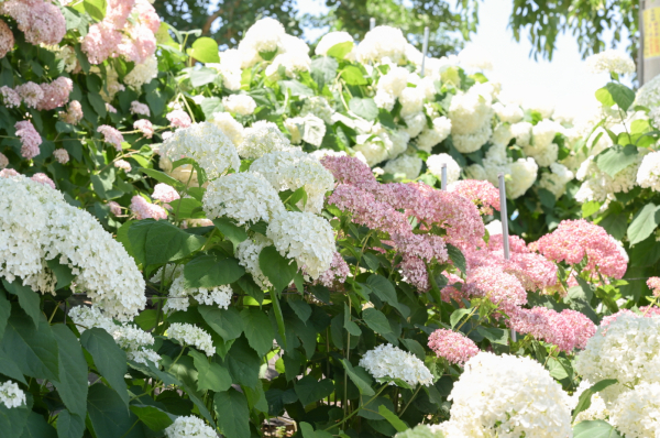 유구색동수국정원 모습