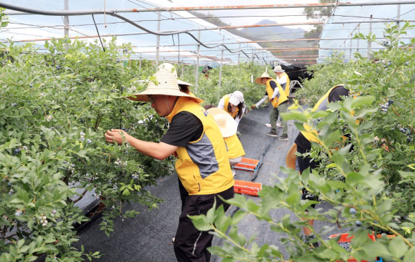 국가철도공단 직원봉사단이 1일, 충북 영동군 금강모치마을에서 농촌 봉사활동을 시행하고 있다.