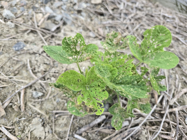 파밤나방 유충 피해 농작물