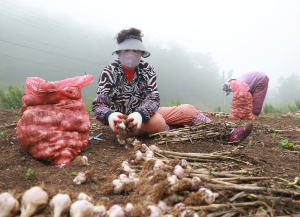 지난 6월 30일 가의도에서 농민들이 육쪽마늘을 선별하는 모습.