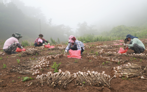 지난 6월 30일 가의도에서 농민들이 육쪽마늘을 선별하는 모습.