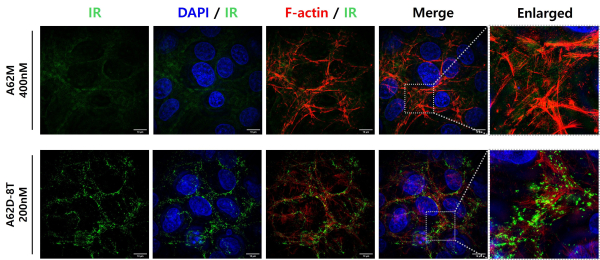 이합체 압타머 A62D를 통해서 인슐린 수용체가 세포막 위에서 인공적인 군집(Clustering)을 형성한 모습