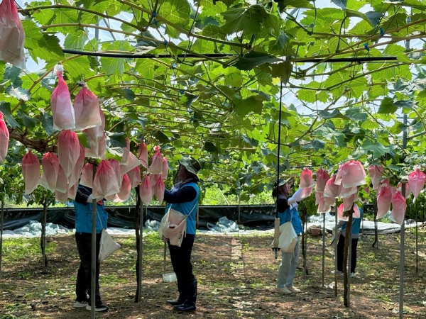 9일, 대전 동구 장척동 샤인머스켓 포도재배 농가를 방문하여 농촌일손돕기 진행 모습