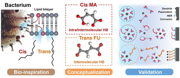 자연모방을 통해서 입체이성질체인 트랜스 푸마르산과 시스 말레산의 용매화 구조와 계면 제어에 의한 비가역 반응에 대한 효과를 보여주는 모식도