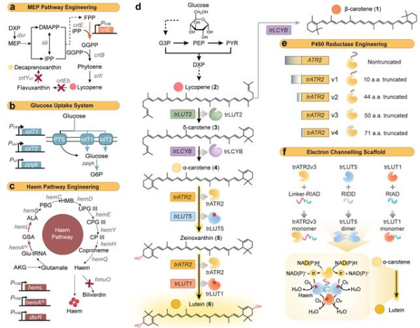 루테인 생산대사회로 조작 모식도