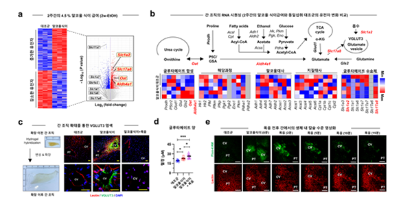 음주 시 유전자군의 변화 중 글루탐산 대사경로, 수송체의 유전자 발현 증가를 확인할 수 있는 모식도