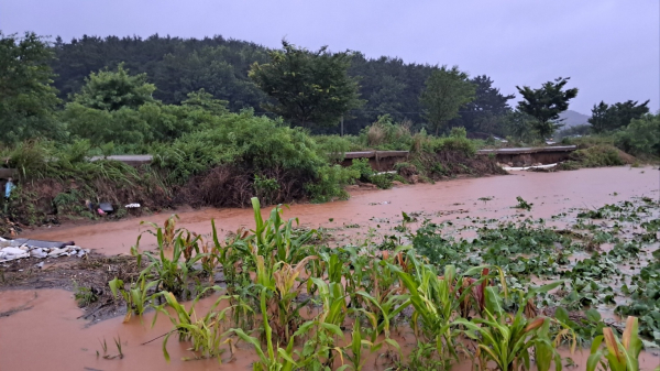 집중호우로 인해 농경지가 침수된 모습(인지면 모월리)