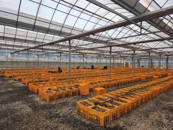 추백 씨감자 수확 모습