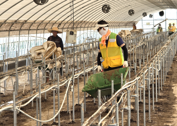 24일, 긴급 파견된 자원봉사자들이 침수 피해를 입은 딸기 하우스의 폐기물을 정리하고 있다