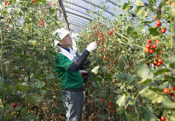 예산 수해 현장 복구 지원에 동참하고 있는 김돈곤 군수