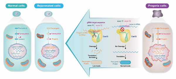 RNA 타겟 유전자치료제의 작용기전 및 기대효과 대표도