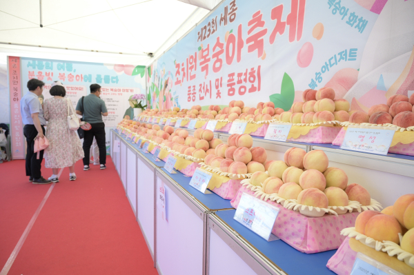 조치원복숭아 축제가 성황리에 마무리됐다.