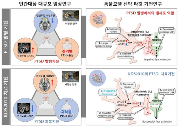 PTSD에서 별세포 GABA 조절 메커니즘 및 신약 KDS2010의 치료 효과 요약도
