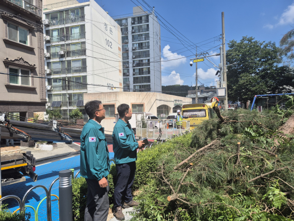위험목 제거 현장 확인 장면