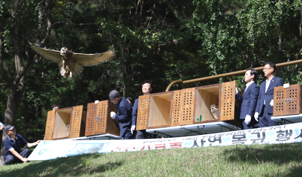 올빼미와 수리부엉이 자연 방사 모습