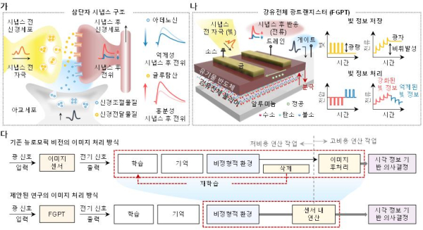 삼단자 시냅스 구조를 모사한 강유전체 광트랜지스터