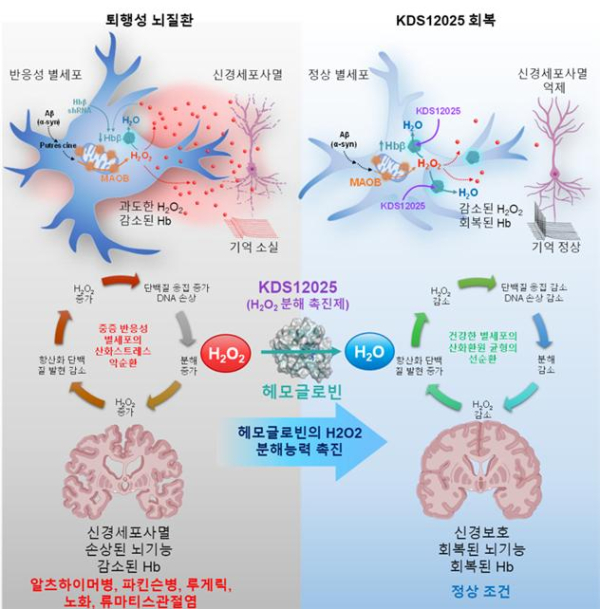 퇴행성 뇌질환에서 별세포 과산화수소 악순환을 끊는 KDS12025의 작용기전