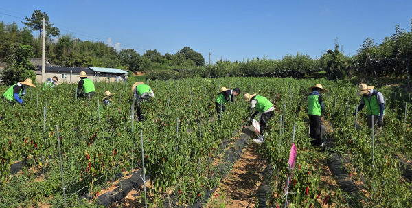 전남 나주 농촌 일손 돕기 현장 활동 모습