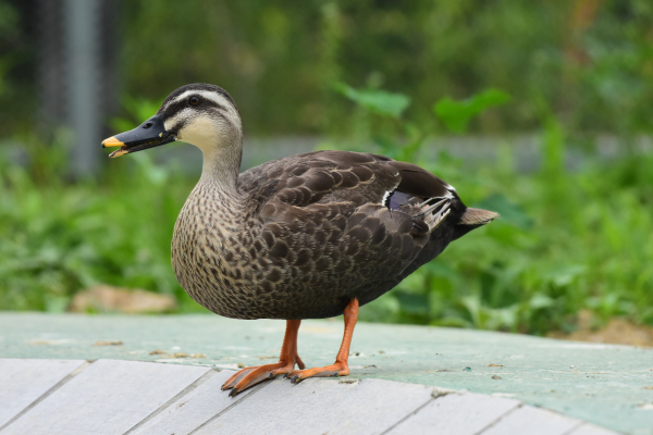 치료중인 희뺨검둥오리
