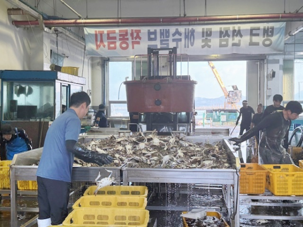 꽃게 위판장 모습