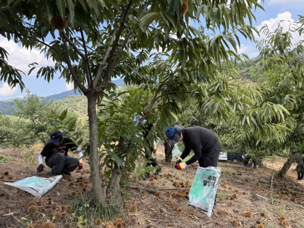 지난해 알밤줍기 체험 모습